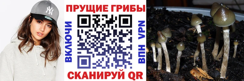 ссылка на мегу как зайти  где купить   Губаха  Галлюциногенные грибы GOLDEN TEACHER 